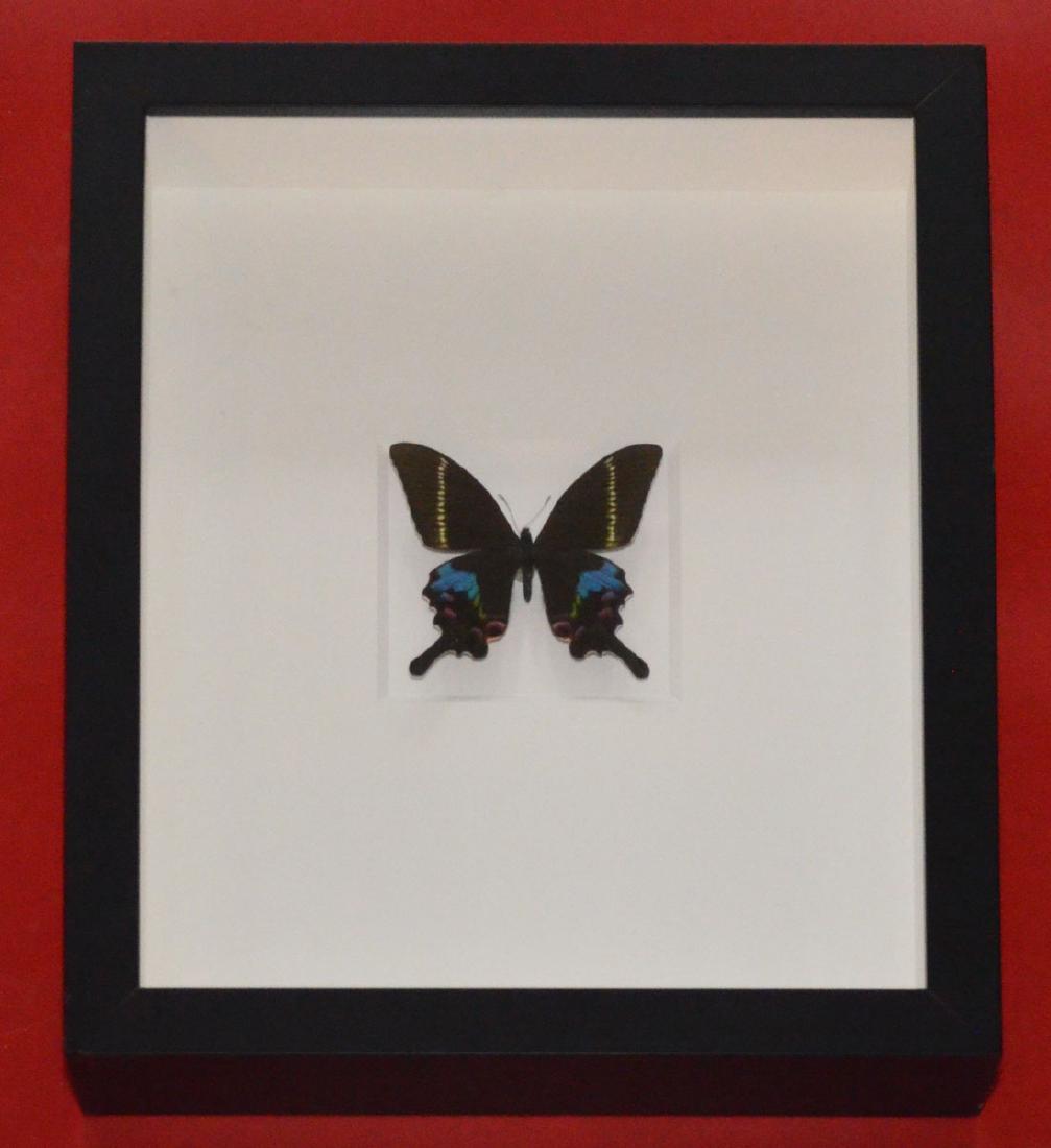 Christopher Marley Krishna Swallowtail Butterfly (1 of 3)