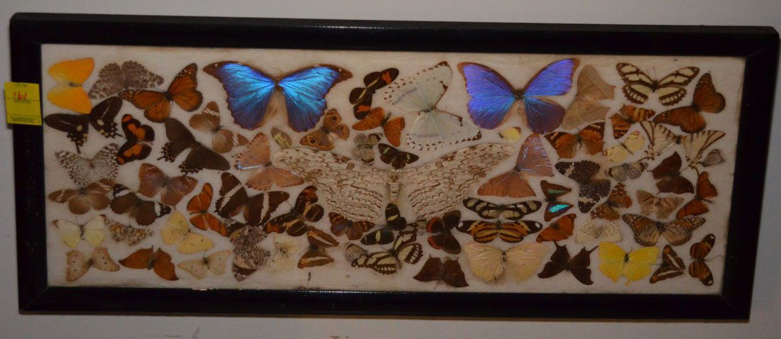 Large Vintage Framed  Butterfly Collage (1 of 1)