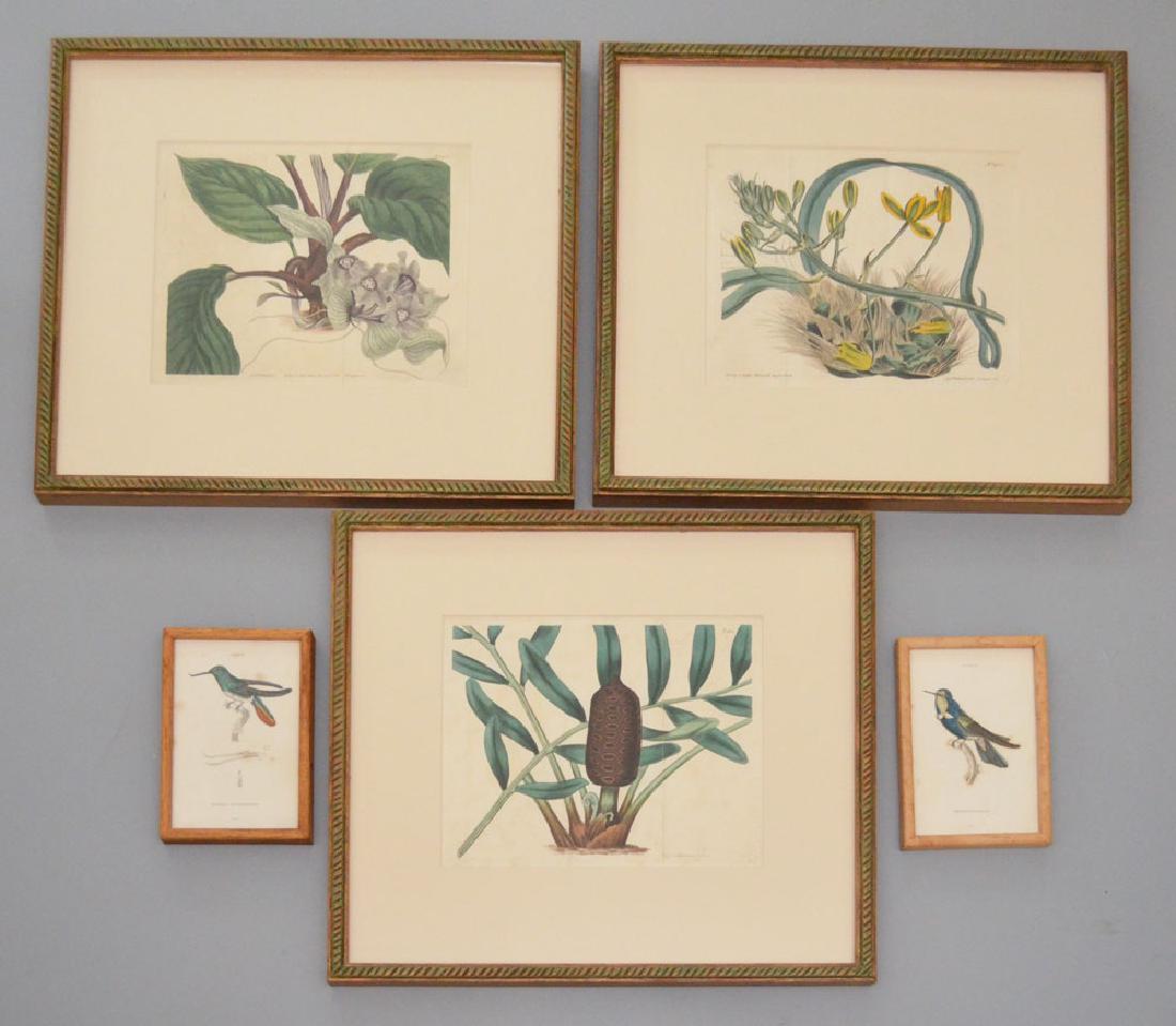 5 Framed Antique Botanicals & Birds (1 of 6)