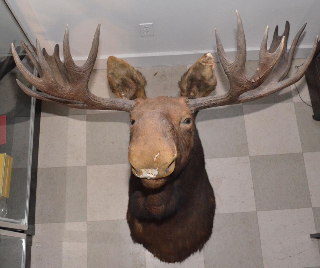 Large Shoulder Mount Moose Taxidermy: Measures approx. 43" tall x 48" wide x 41" deep. In estate found condition, repair to antler (pictured), some wear to "beard"