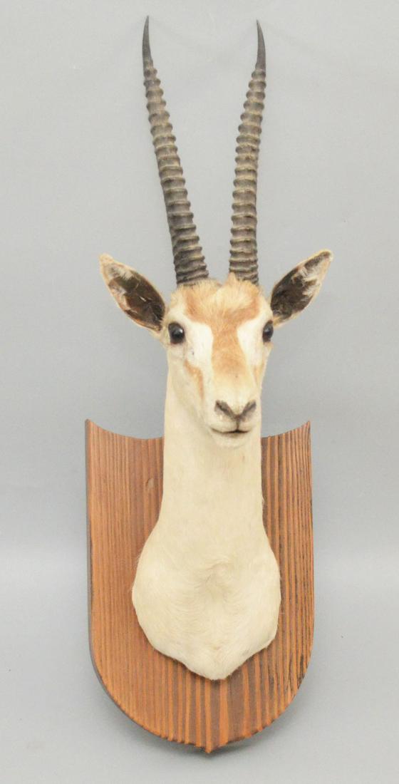 gazelle 29