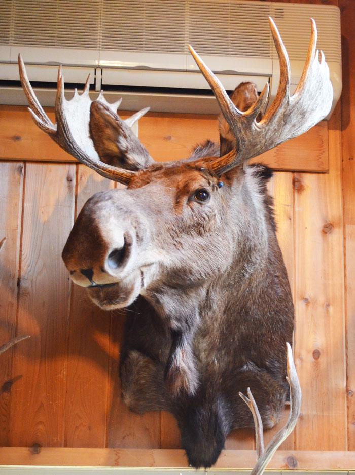 Sharis Moose Shoulder Mount Taxidermy (Wyoming) (1 of 3)