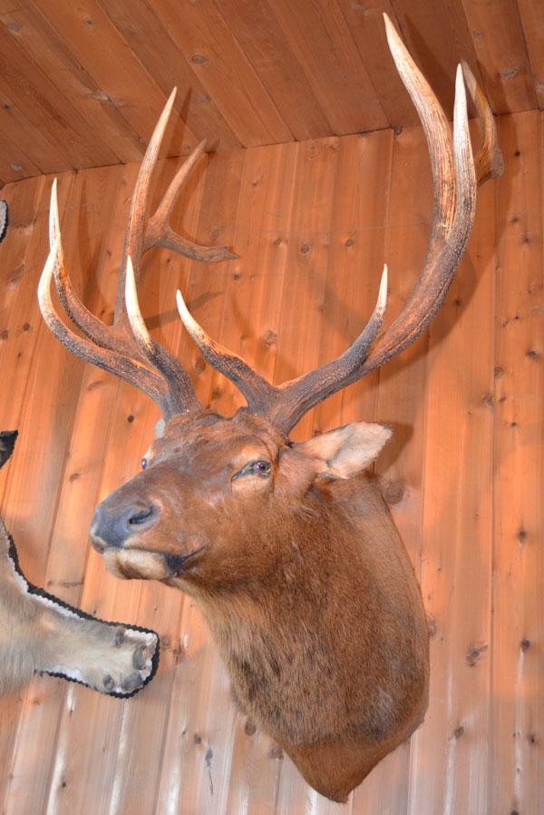 North American Elk ( Wapiti) Shot In Colorado: North American Elk ( Wapiti) Taxidermy Shot In Colorado. Shoulder mount with spectacular antlers. Has slight damage to left ear. Bidding on Elk only, any other items/mounts in images are coincidental,