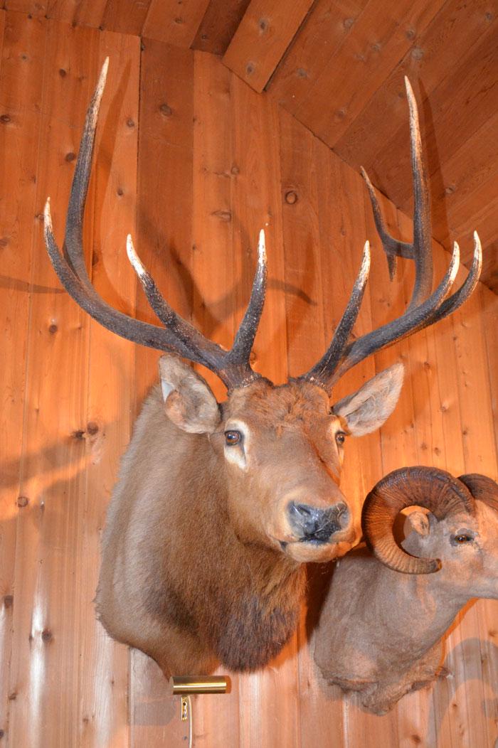 North American Elk ( Wapiti) Shot In Wyoming: North American Elk ( Wapiti) Taxidermy Shot In Wyoming. Shoulder mount with spectacular antlers. Has slight damage to left ear. Bidding on Elk only, any other items/mounts in images are coincidental,