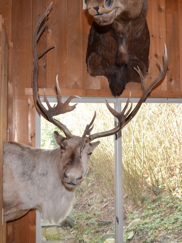Alaskan Barren Ground Caribou Shoulder Mount Taxidermy (1 of 3)
