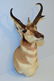Prong Horn Antelope Shoulder Mount Taxidermy
