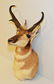 Prong Horn Antelope Shoulder Mount Taxidermy - 2