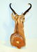 Prong Horn Antelope Shoulder Mount Taxidermy - 3