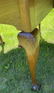 Antique Oval Swing Leg Table w Shell Carved Knees - 4