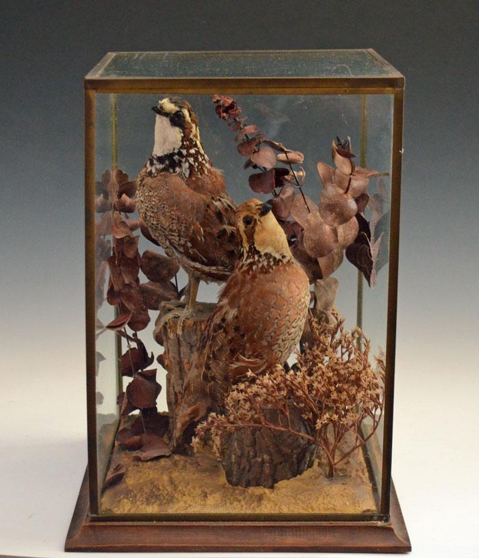 Partridge Bird Taxidermy Group Under Glass (1 of 3)