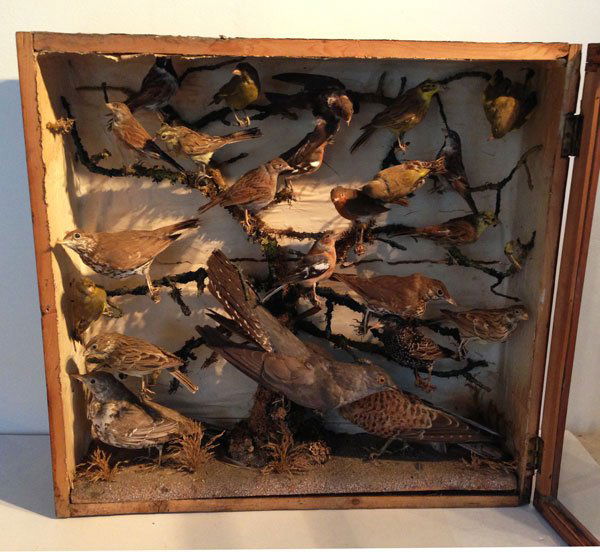 Interesting 19th Century Aviary Taxidermy Shadow Box: It measures 25 x 26 x 6 1/2 inches.