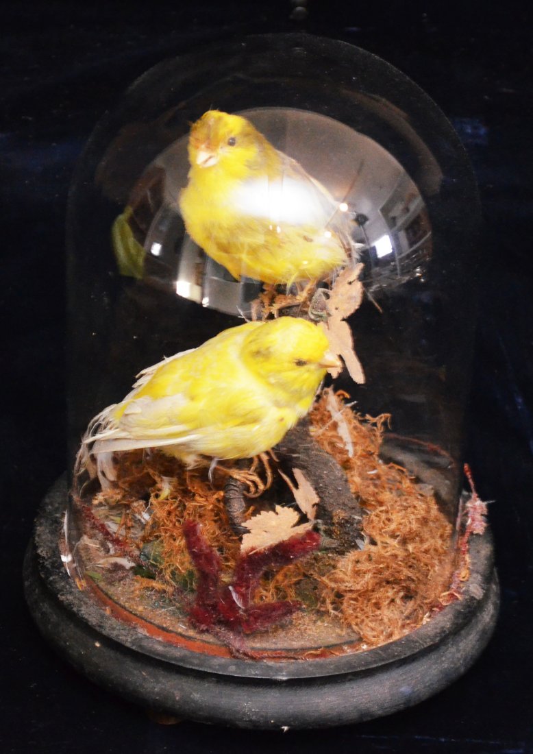 2 Antique Taxidermy Song Birds: 2 Finches in a glass case. Measures 8.5" tall x 7" diameter at the base.