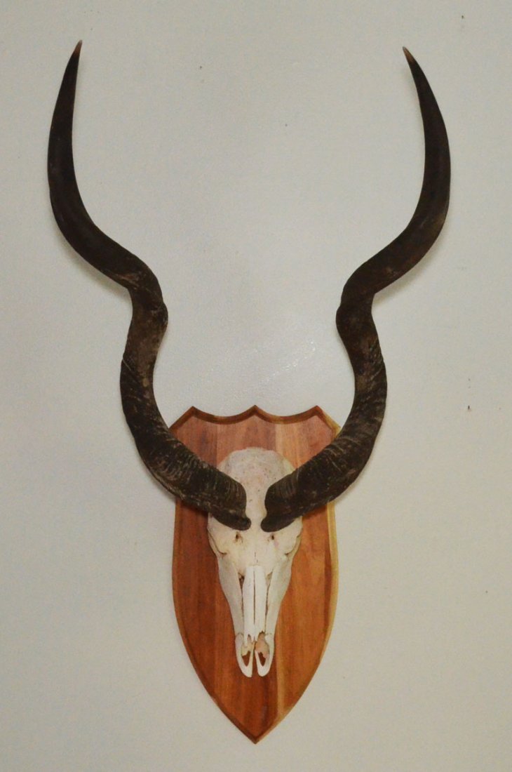 Trophy Mounted African Safari Kudu Skull & Horns (1 of 2)