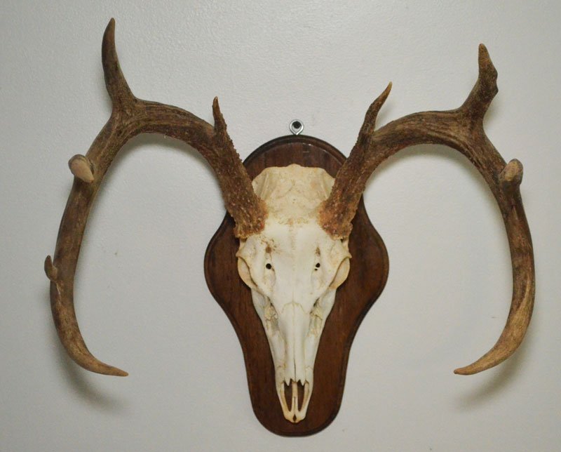 White Tail Deer Trophy Mounted Skull & Antlers (1 of 2)