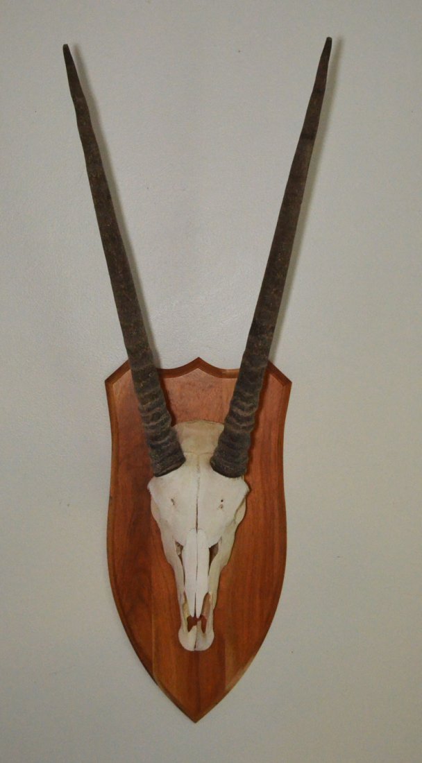 Trophy Mounted European Gemsbok Skull & Horns (1 of 1)