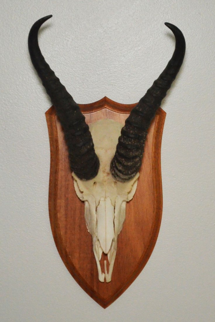 African Safari, Trophy Mounted Spring Buck Skull & (1 of 1)