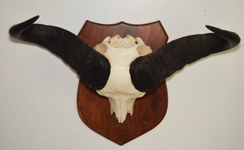 Monumental Female Cape Buffalo Skull, Trophy Mounted (1 of 2)