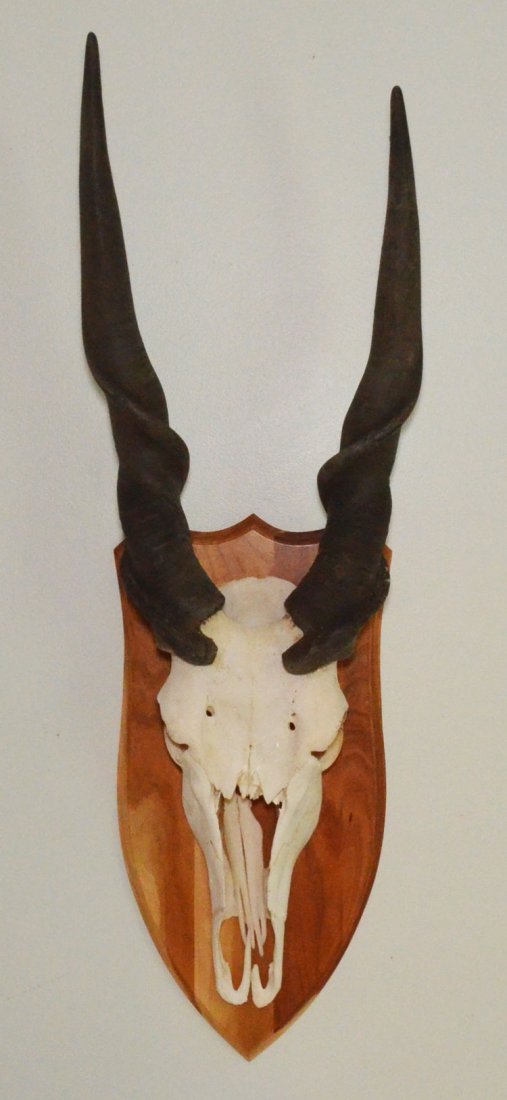 Impressive Trophy Mounted Eland Skull & Horns (1 of 2)