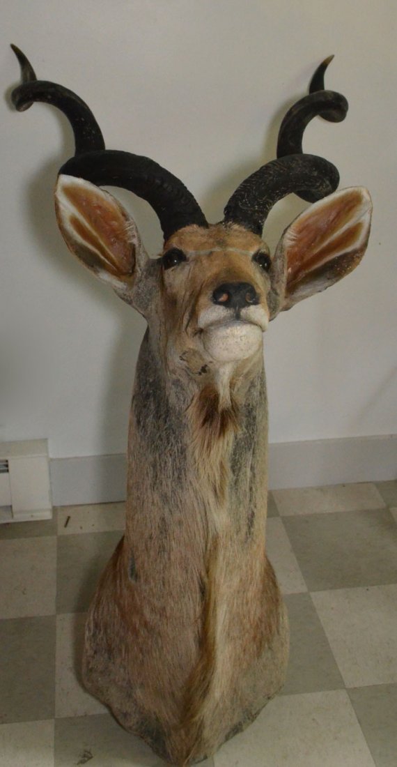 Full Head Mount Taxidermy Kudu (1 of 4)