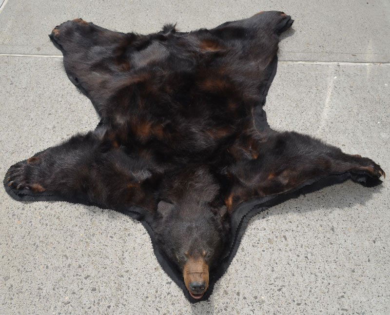 Full Head Mount Bear Skin Rug (1 of 3)