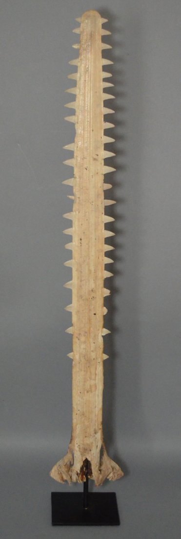 Antiques Sawfish Bill / Rostrum (1 of 2)