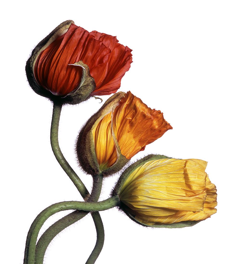 Multicolored Poppies