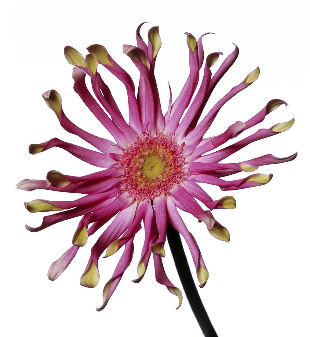 Pink Gerbera Daisy