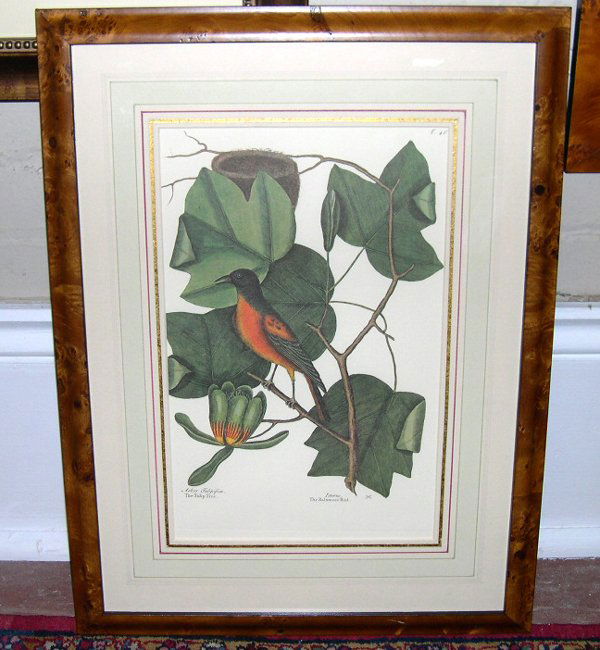After Mark Catesby "Tulip Tree and Baltimore Bird: After Mark Catesby (British, 1679-1749) "The Tulip Tree and The Baltimore Bird", offset chromolithograph, sight 15-1/4" x 9-1/2", Plate 96, litho-signed and monogrammed lower margin. Glazed, French ma