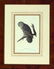 1315: After John James Audubon (American, 1785-1851)