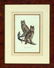 1315: After John James Audubon (American, 1785-1851) - 2