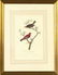 492: After John James Audubon (American, 1785-1851)