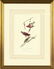492: After John James Audubon (American, 1785-1851) - 2