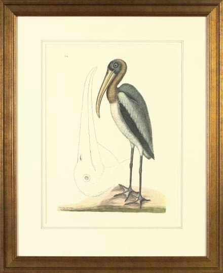 After Mark Catesby (English, 1679-1749): After Mark Catesby (English, 1679-1749) Pair of facsimile hand-colored engravings of "The Wood Pelican" and a "Bittern", presented in French-striped ivory mats within gilded rectilinear wooden frames