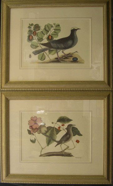 After Mark Catesby (British, 1679-1749): After Mark Catesby (British, 1679-1749) "The Mock-Bird" and "The White Crown Pigeon", pair of offset chromolithographs, sight 12" x 16-1/2". Glazed and presented in carved wooden frames.