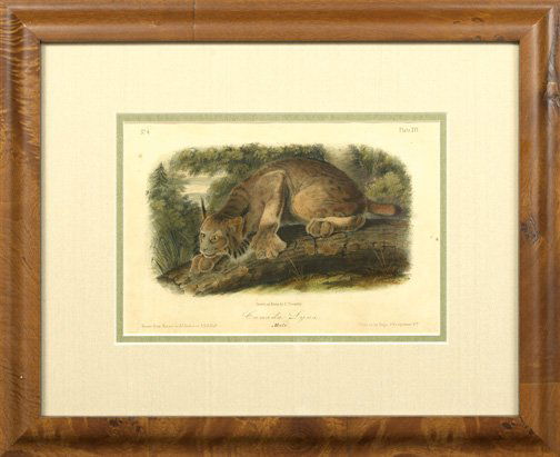 After John James Audubon (American, 1785-1851): After John James Audubon (American, 1785-1851) "Canada Lynx, Male", plate XVI, hand-colored lithograph, octavo edition, from The Quadrupeds of North America, printed by Nagel & Weingartner, sight 6" x