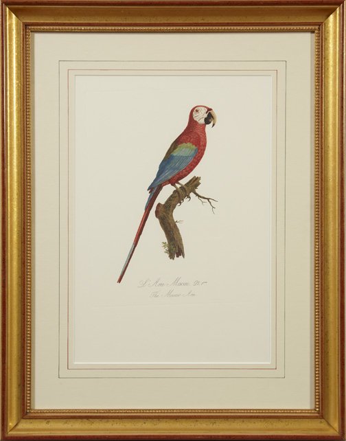 After Francois Levillant (French, 1767-1809): After Francois Levillant (French, 1767-1809) "Parrots", pair of chromolithographs from Histoire Naturelle Des Parroquets, Paris, 1816, sight 20-1/2" x 14-1/2". Glazed, matted and presented in matching