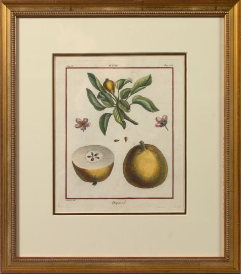 After Claude Aubriet (French): After Claude Aubriet (French, b. after 1665 - d. after 1742) "Fruits and Florals", pair of hand-colored engravings, sight 10-3/4" x 8-3/4". Glazed, matted and presented in annulated and molded giltwoo