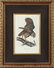 1008: After John James Audubon (American, 1785-1851)