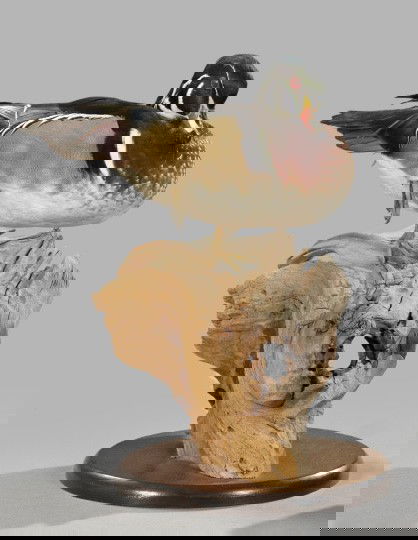 Taxidermy-Mounted Wood Duck,: Taxidermy-Mounted Wood Duck, modeled standing on a piece of driftwood, h. 15-1/2", w. 10", d. 14".