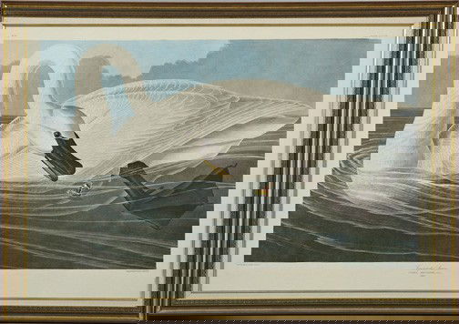 After John James Audubon (American, 1785-1851): After John James Audubon (American, 1785-1851) "Trumpeter Swan", offset chromolithograph, 20th century, sight 26" x 39". Glazed and presented in a giltwood frame with a linen liner.