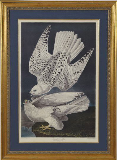 After John James Audubon (American, 1785-1851): After John James Audubon (American, 1785-1851) "Iceland or Jer Falcon", offset chromolithograph, sight 38" x 24-1/2". Glazed, attractively matted and presented in a molded giltwood frame.