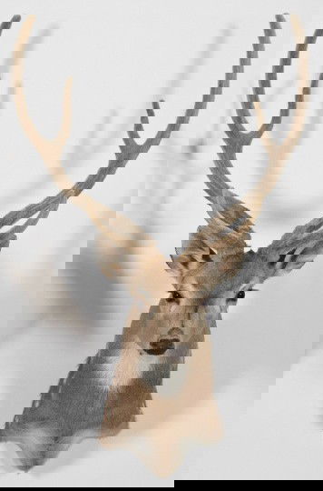 Taxidermy Shoulder-Mounted Indian Axis Deer: Large Taxidermy Shoulder-Mounted Indian Axis Deer, with in-velvet antlers, h. 40", w. 26-1/2", d. 23". This is an example of an Axis deer before the velvet is rubbed off and the hardened antlers are e