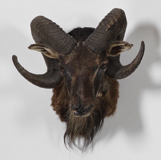 Taxidermy Shoulder-Mounted Small Aoudad Ram,: Taxidermy Shoulder-Mounted Small Aoudad Ram, from Catalina Island, California, h. 17", w. 14-1/2", d. 11-1/2".