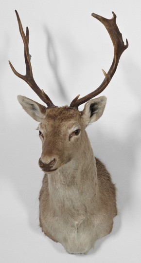 Taxidermy Asian "Black" Fallow Buck: Taxidermy Shoulder-Mounted Asian "Black" Fallow Buck, h. 33", w. 16", d. 20". The "black" fallow deer ranges in color from a dark chocolate brown to a spotted brown.
