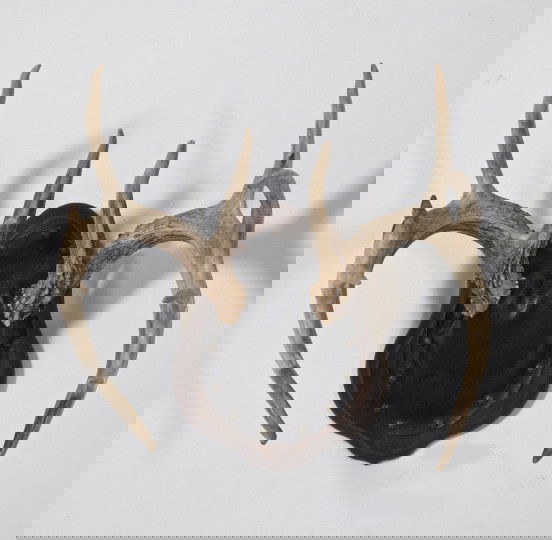 Large Thirteen-Point Whitetail Deer Antlers,: Large Thirteen-Point Whitetail Deer Antlers, with a skull cap, mounted on a shield-form wall plaque, h. 17", w. 15", d. 11-1/2".