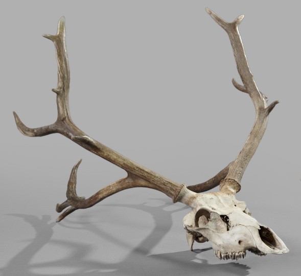 Rare Sixteen-Point Pere David's Deer Antler Rack: Rare Sixteen-Point Pere David's Deer Antler Rack with Full Bleached Skull, h. 23", w. 27", l. 39". The Pere David's deer lives only in remote parts of China or in captivity and is considered one of th