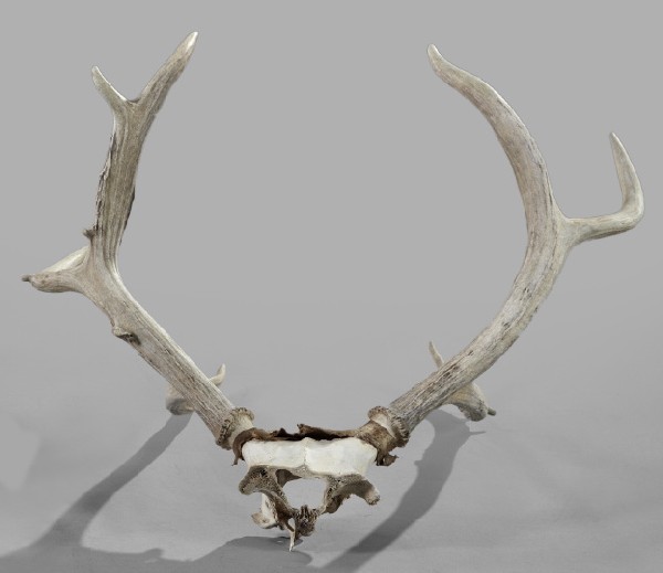 Rare Ten-Point Pere David's Deer Antler Rack: Rare Ten-Point Pere David's Deer Antler Rack on Skull Cap, h. 18-1/2", w. 26", l. 27". The Pere David's deer lives only in remote parts of China or in captivity and is considered one of the hardest tr