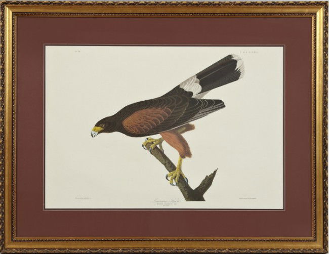 After John James Audubon (American, 1785-1851): After John James Audubon (American, 1785-1851) "Louisiana Hawk", offset chromolithograph, 20th century, sight 31-1/2" x 21-1/2". Glazed, attractively matted and presented in a molded giltwood frame.