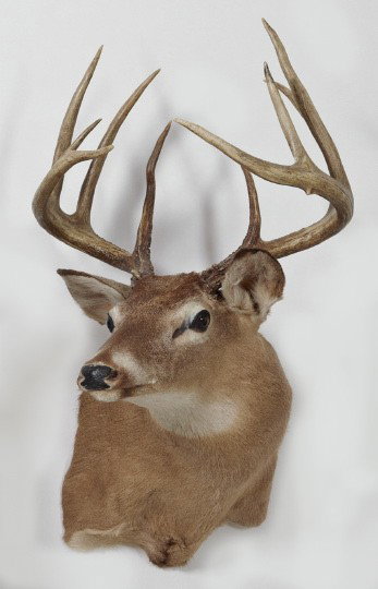 Ten-Point Trophy Whitetail Deer: Taxidermy Shoulder-Mounted Ten-Point Trophy Whitetail Deer, included in the Boone and Crockett Record Book, 1964, Alabama state record and a 177-318 score, National Rifle Association Silver Bullet Awa
