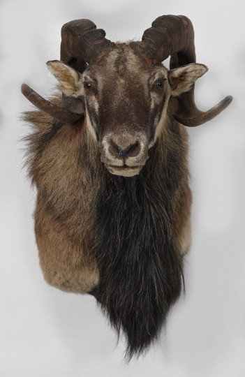 Shoulder-Mounted Large Mouflan Ram: Taxidermy Shoulder-Mounted Large Mouflan Ram, from Texas, h. 24-1/2", w. 15-1/2", d. 13".